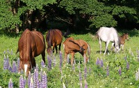 /album/fotogalerie/p6090050-jpg/